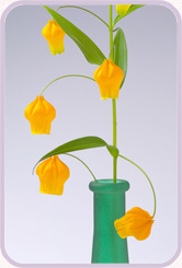 花瓶中の花